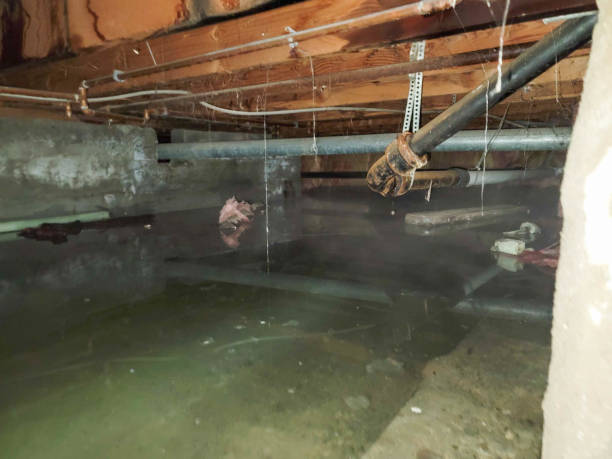 Best Basement water damage restoration  in Orchard Hills, PA