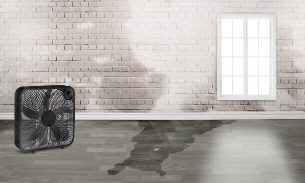 Best Professional water damage repair  in Orchard Hills, PA